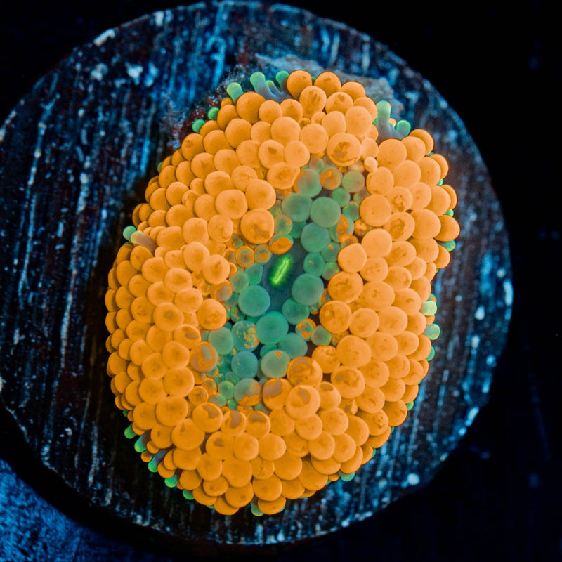 Ultra Orange Ricordea Mushroom