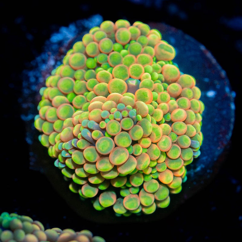Royal Ricordea Mushroom