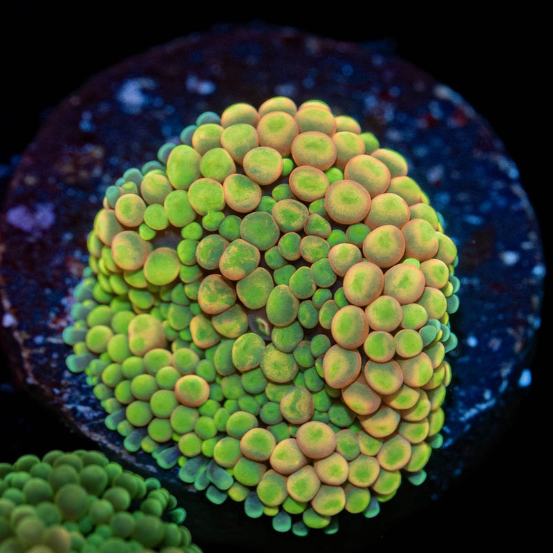 Royal Ricordea Mushroom