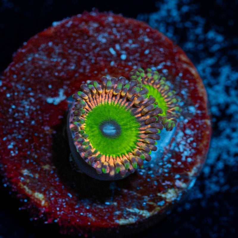 candy apple green Zoanthid
