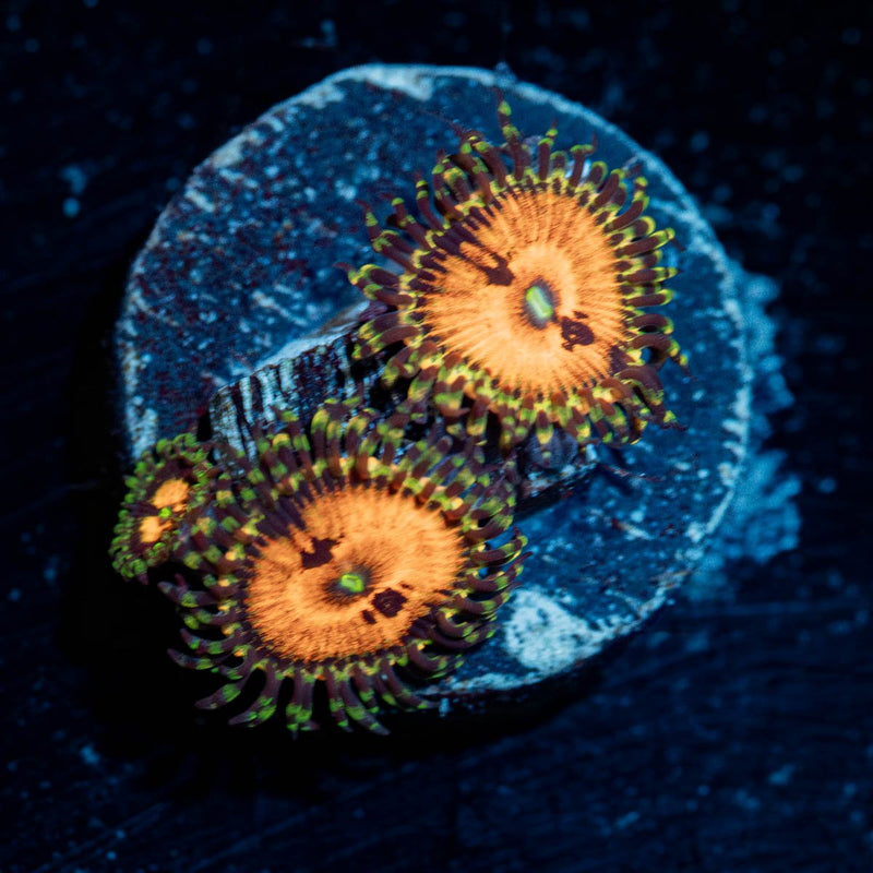 piranha plants zoanthid