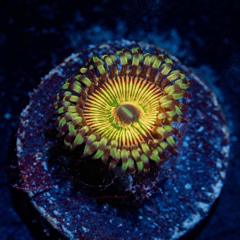 hyper jubilees zoanthid