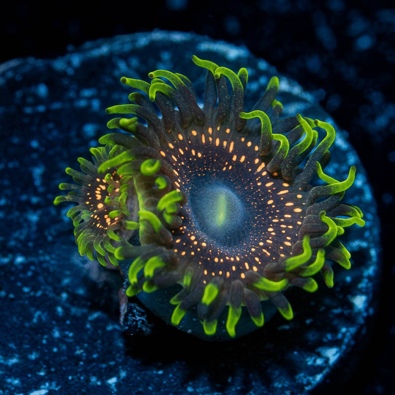 psychosis Zoanthid