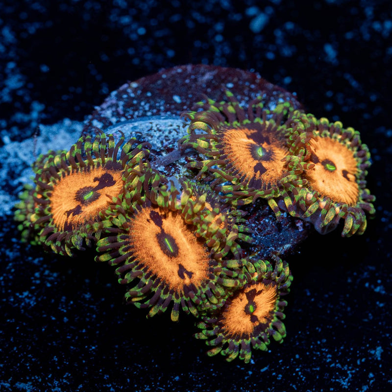 piranha plants zoanthid