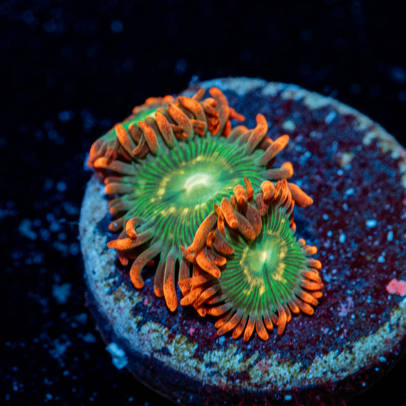 Blueberry yummy yumm zoanthid