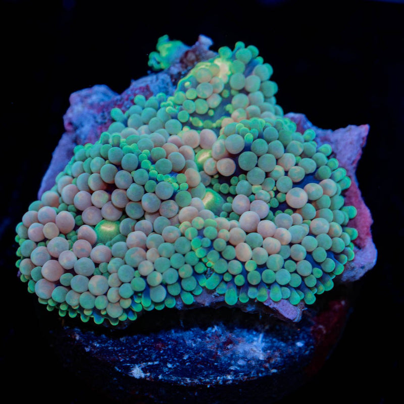 Bi Color Ricordea Mushroom