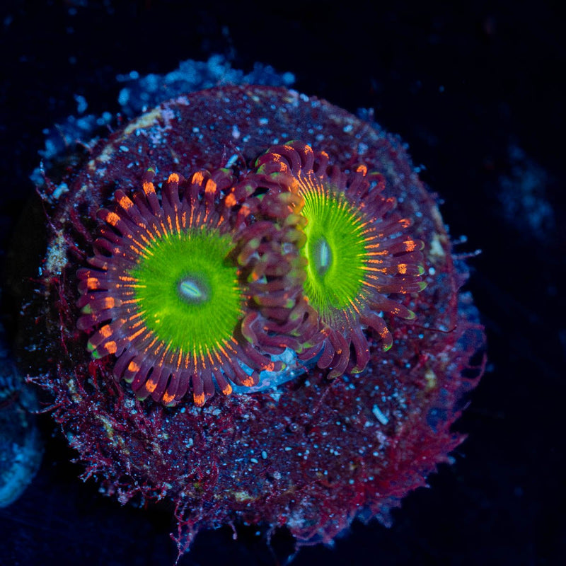 Candy Apple Red Zoanthid