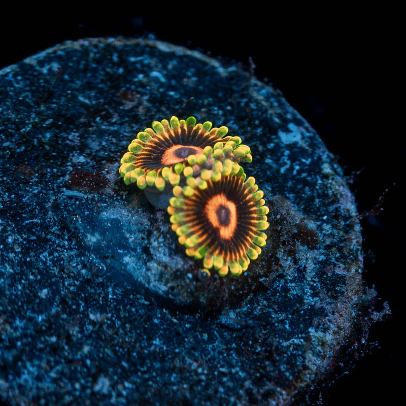 Jedi Mind Trick Zoanthid