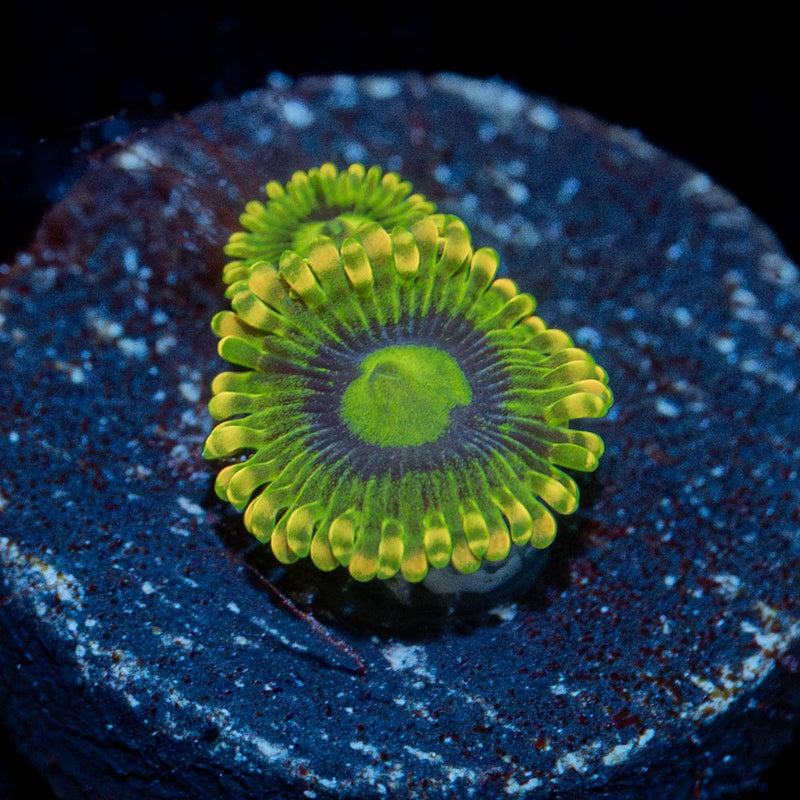 Yoda Zoanthid