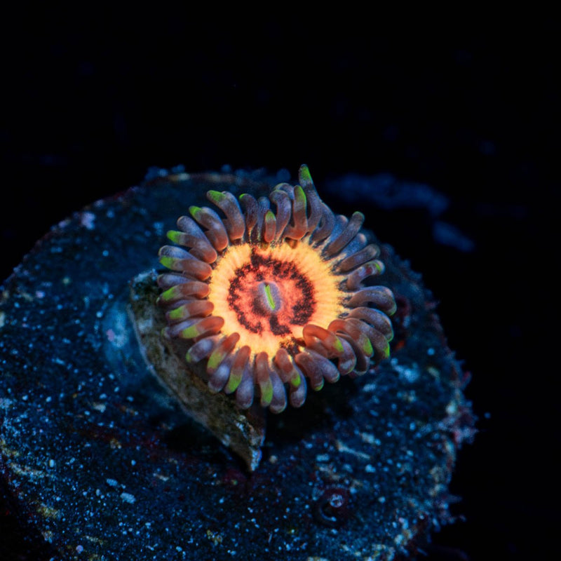 Valkyries Zoanthid