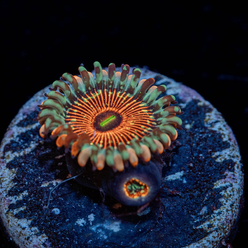 Seduction Zoanthid