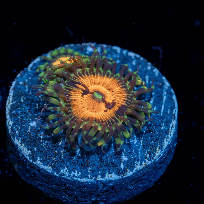 Piranha Plants Zoanthid