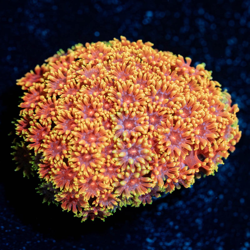 Rainbow Goniopora