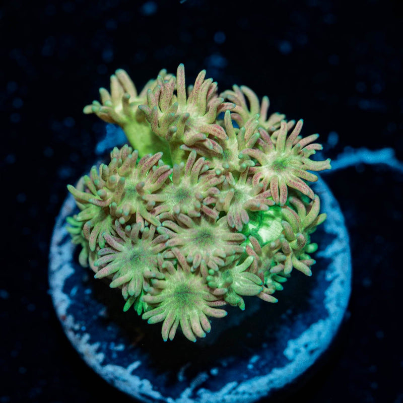 Rainbow Goniopora
