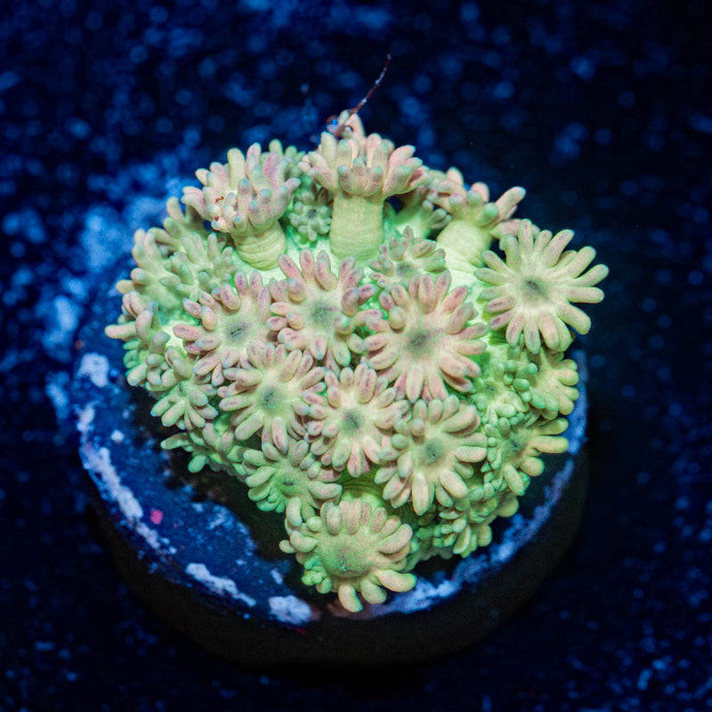 Rainbow Goniopora