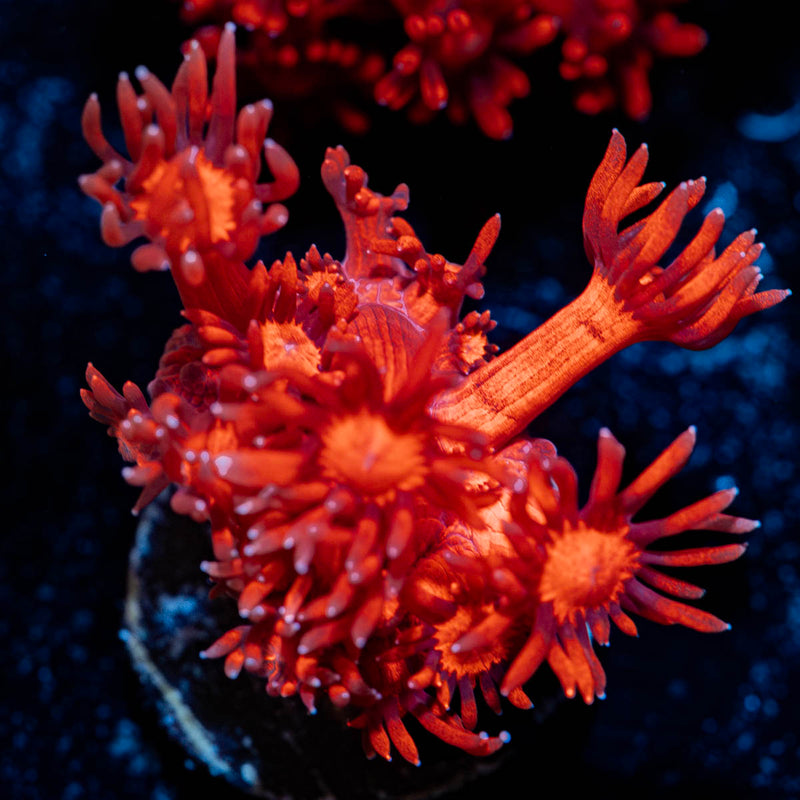 Arctic Blast Goniopora