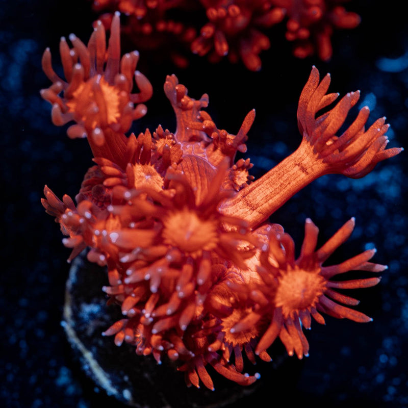 Arctic Blast Goniopora