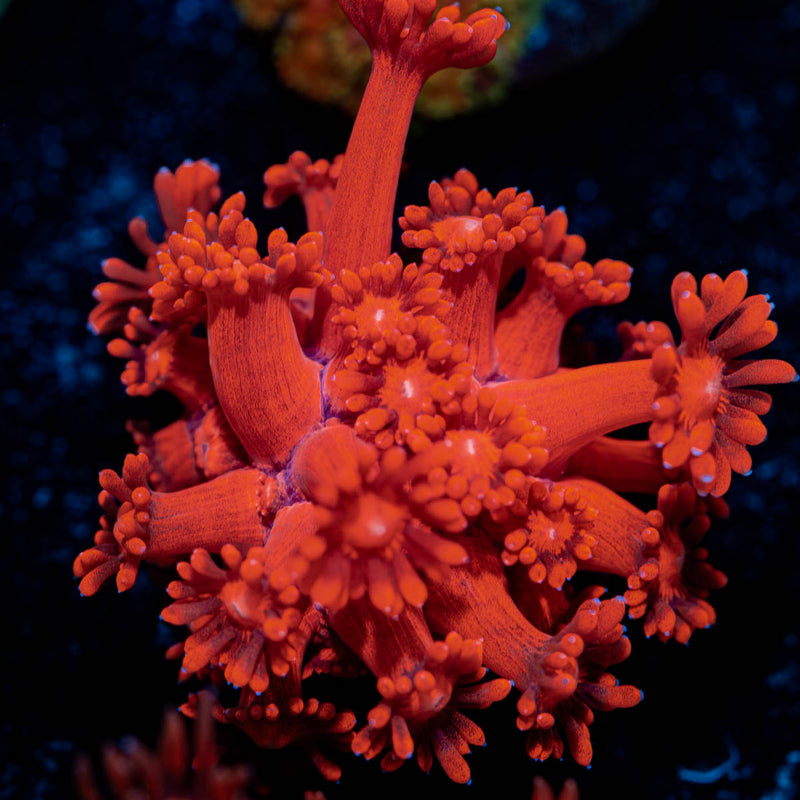 Red Bull Goniopora