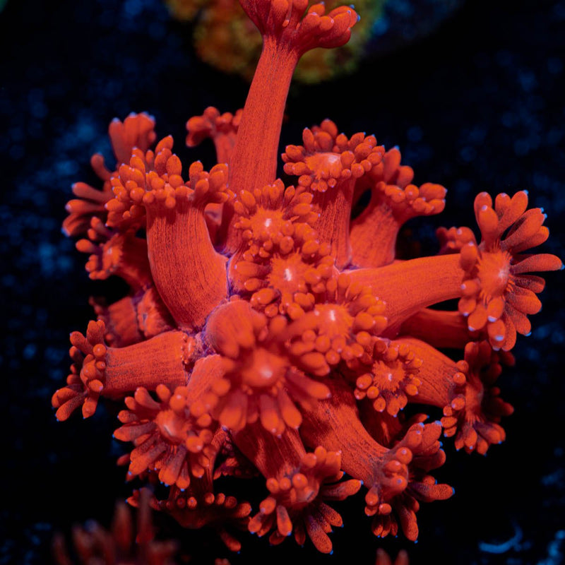 Red Bull Goniopora