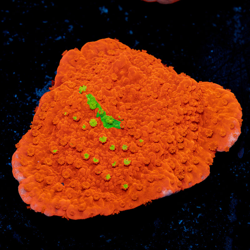 Red montipora coral with branching growth in reef aquarium