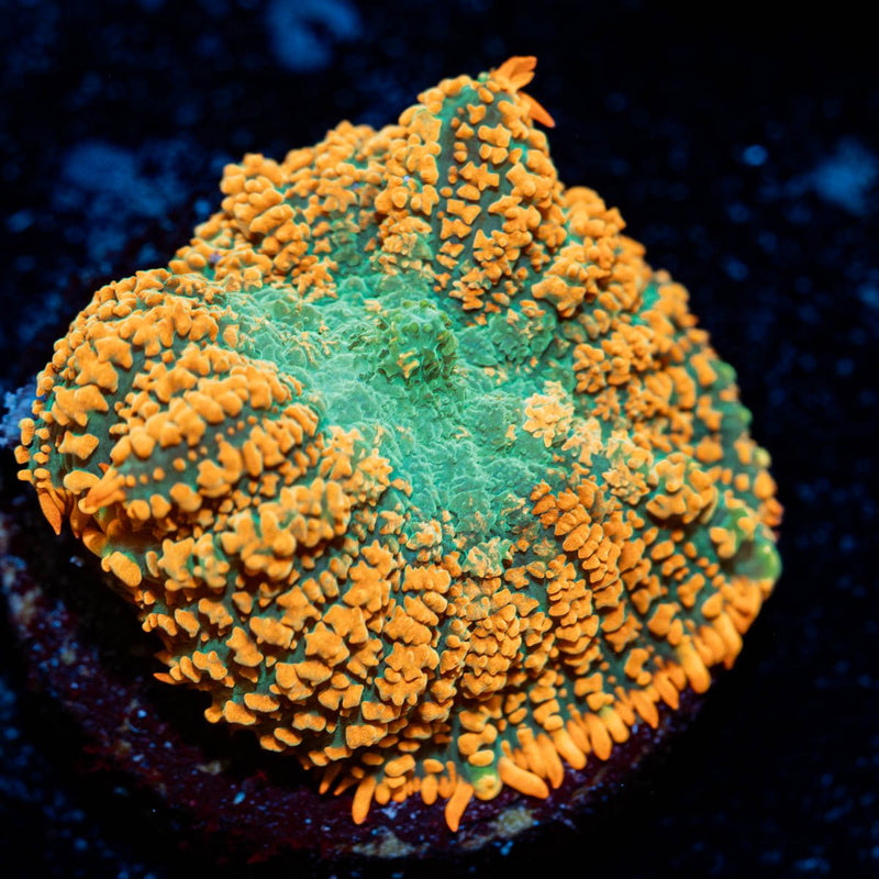 Charizard Mushroom