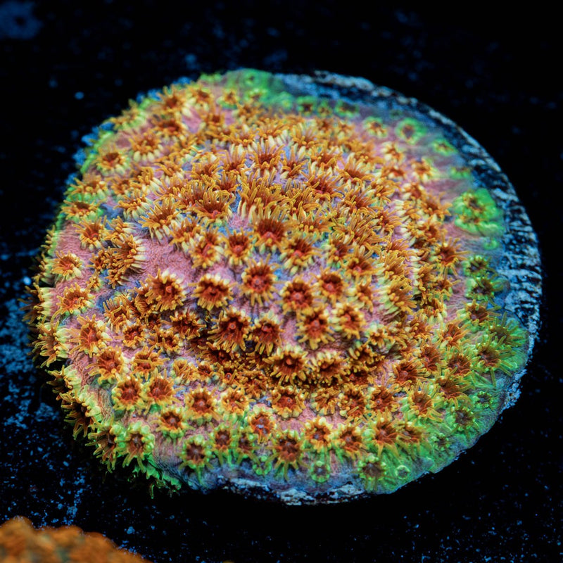Skittles Bomb Cypreastrea