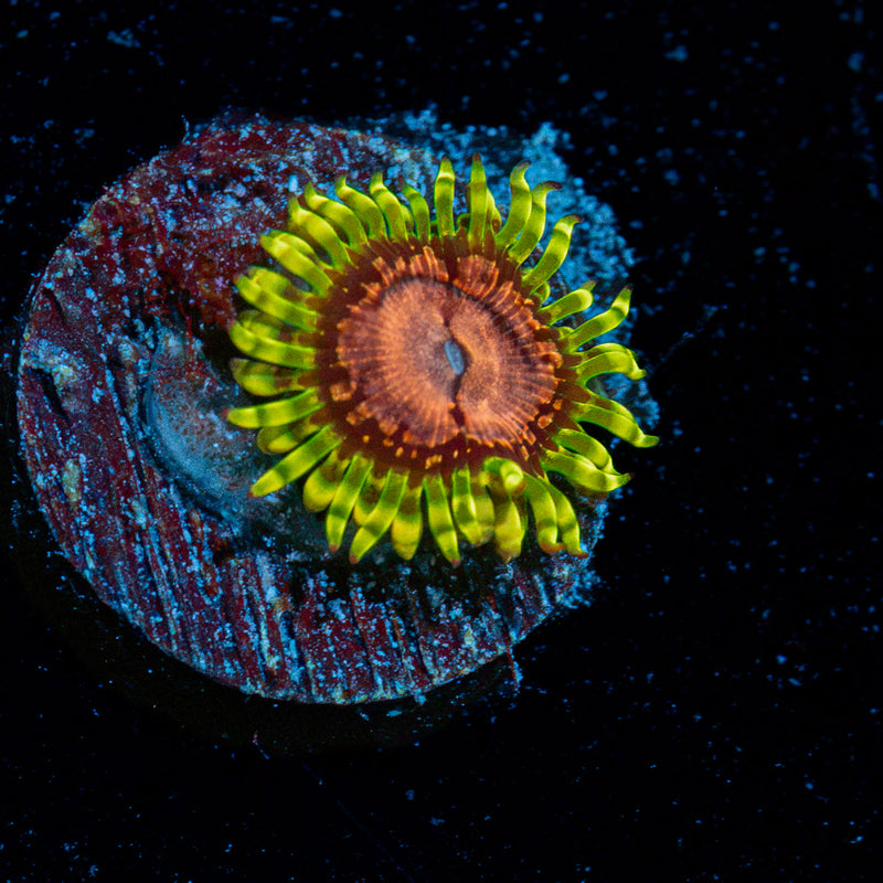 Purple Monsters Zoanthid Coral with colony growth in reef aquarium