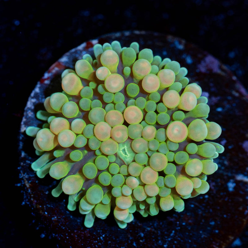 bi color Ricordea Mushroom