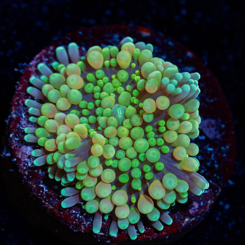 Green Ricordea Mushroom