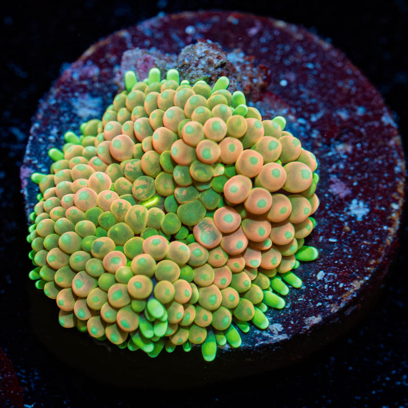 Royal Ricordea Mushroom