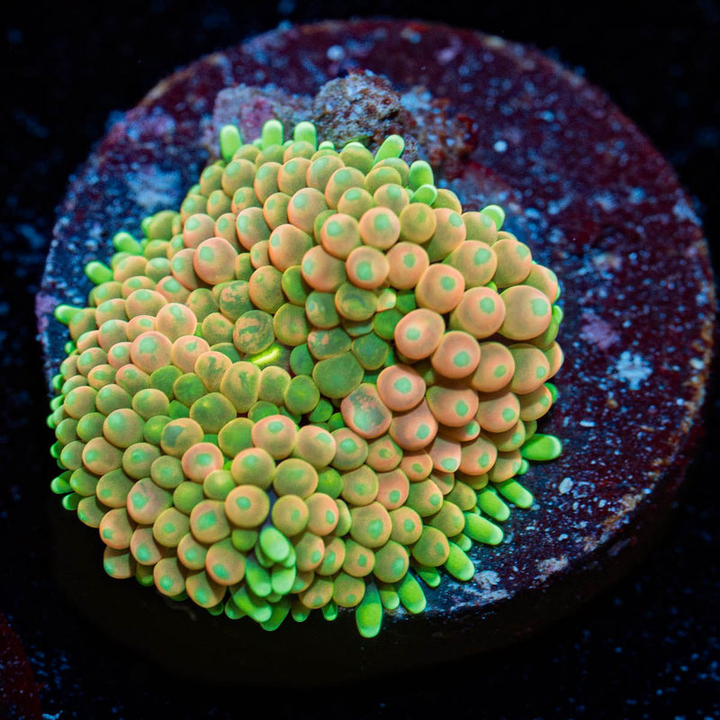 Royal Ricordea Mushroom