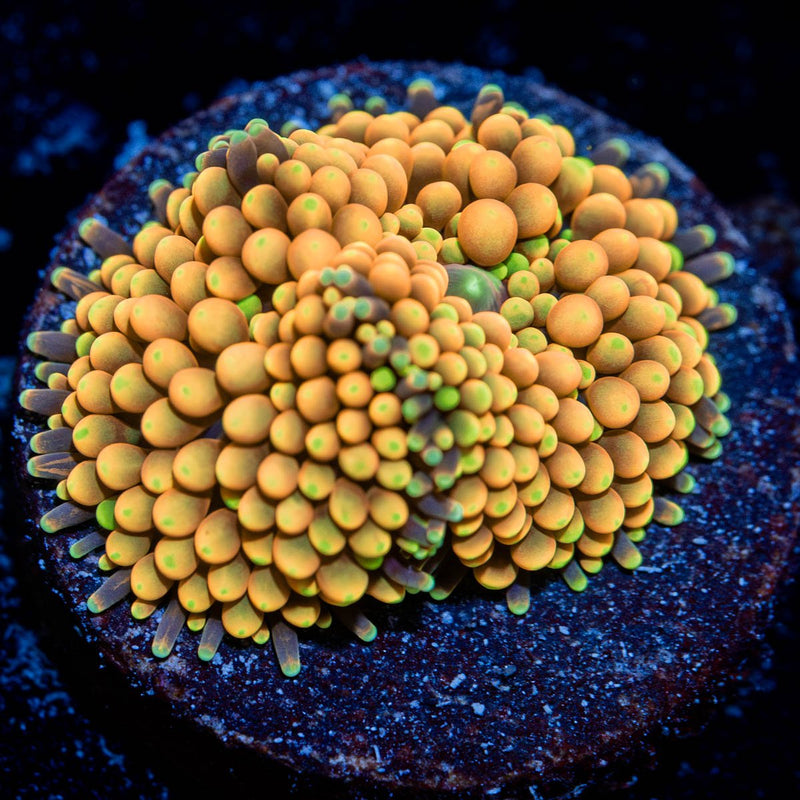 Orange Ricordea Mushroom