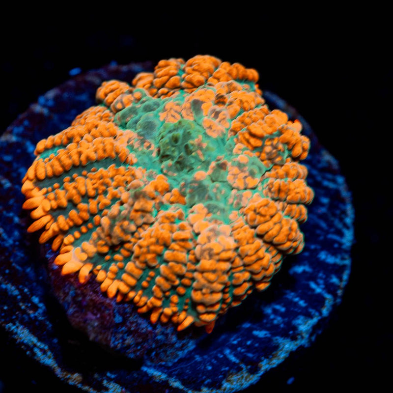 Charmander Mushroom