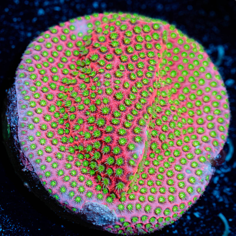 electric daisy Stylocoeniella