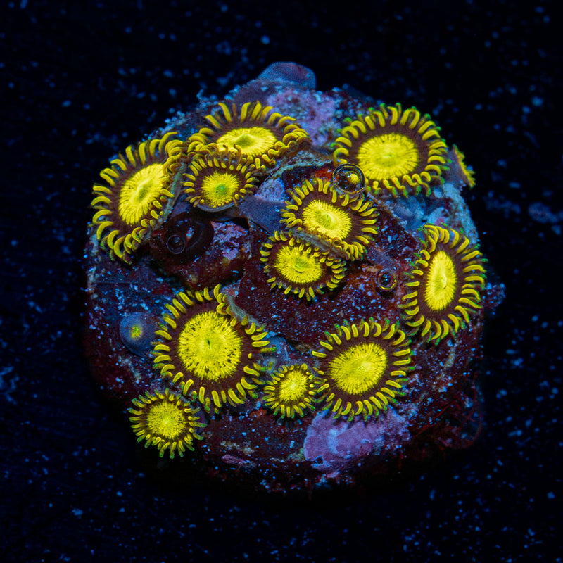 King Midas Zoanthid Coral colony growth in reef aquarium