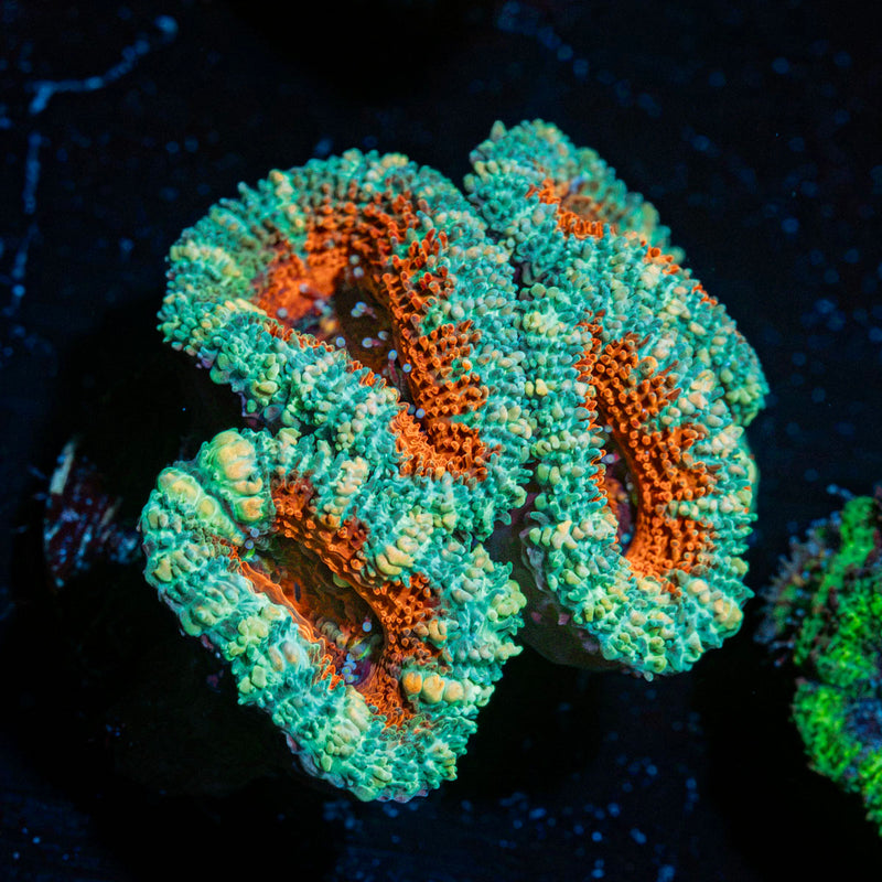 Acan Coral with fleshy polyps in reef aquarium