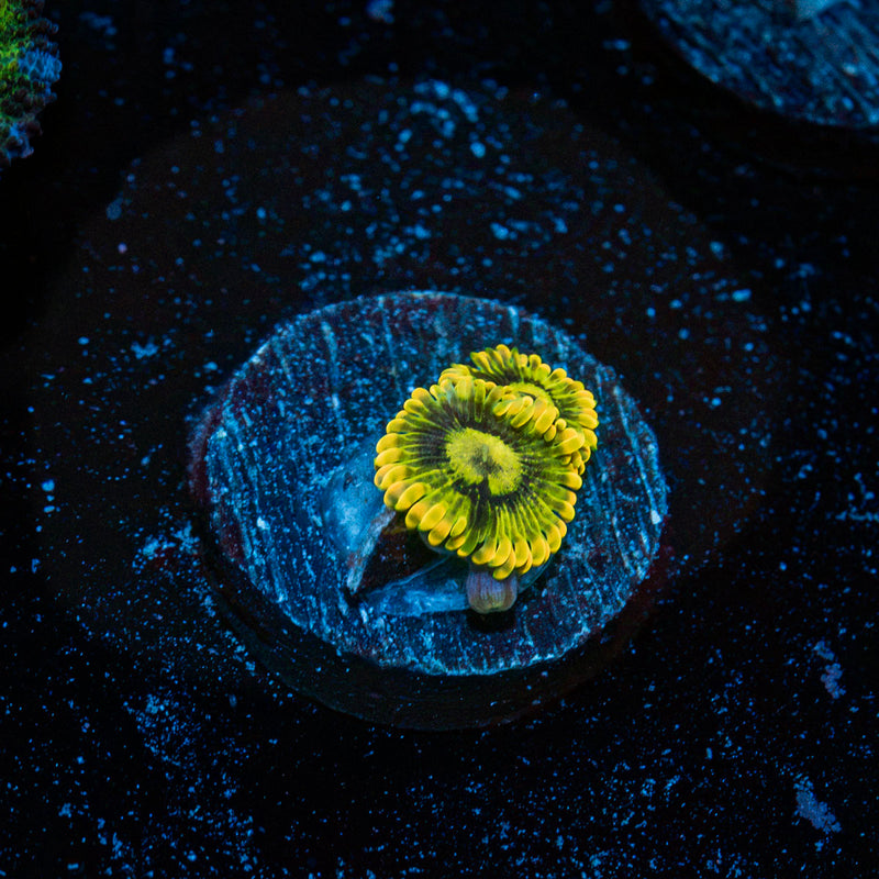 Rainbow Yoda Zoanthid Coral colony growth in reef aquarium