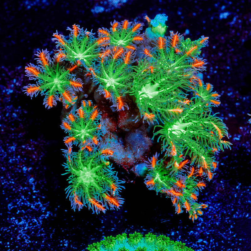 ARC Firework Clove polyps