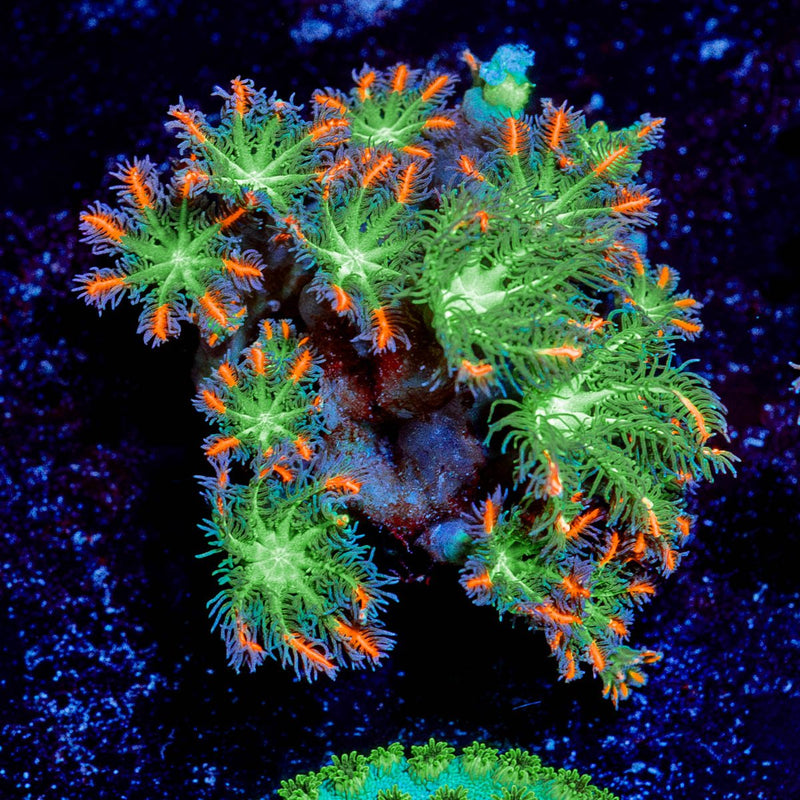 ARC Firework Clove polyps