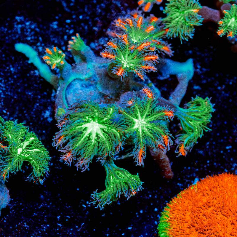 ARC Firework Clove polyps