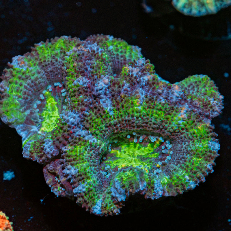 Acan Coral with fleshy polyps in reef aquarium