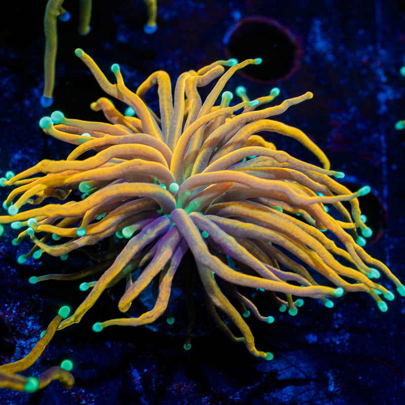 Blow Torch Euphyllia