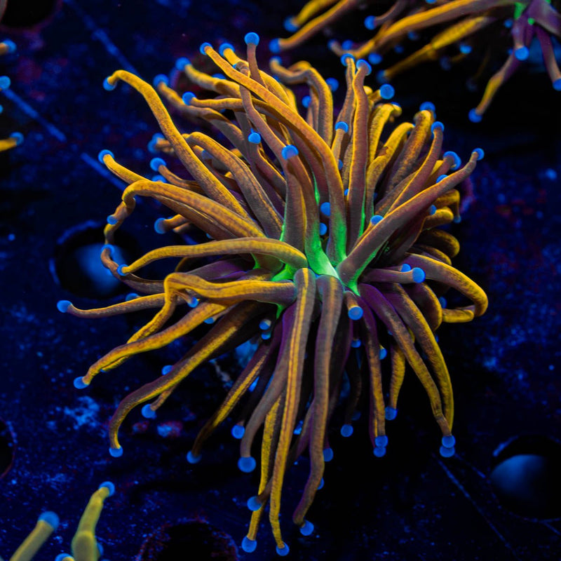 Ny Knicks Torch Euphyllia