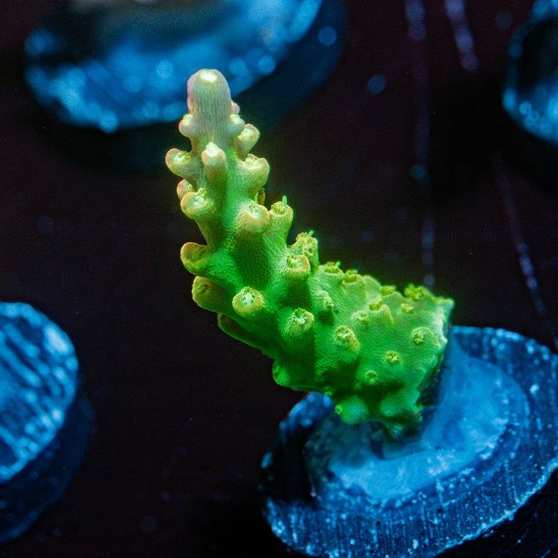 Paletta Pink Tip Acopora Coral with branching growth in reef aquarium