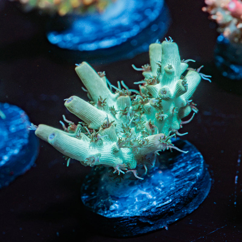 Yoda Acropora Coral with branching growth in reef aquarium