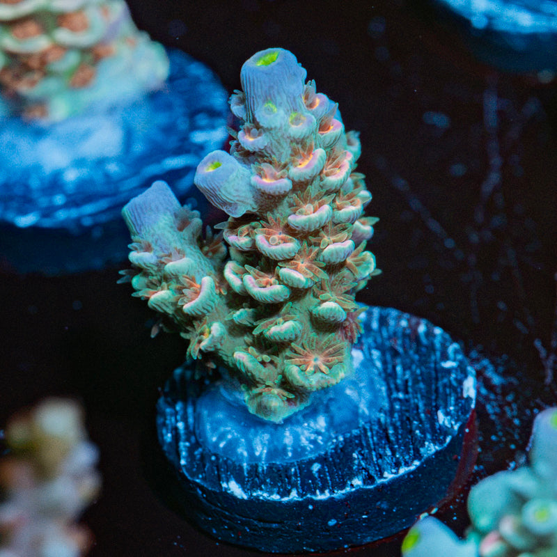 Starscream Acropora Coral with branching growth in reef aquarium