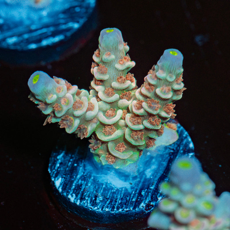 Chevron Acropora Coral with branching growth in reef aquarium