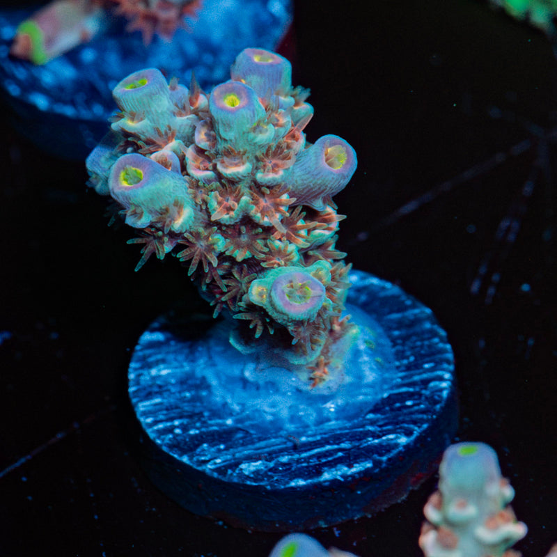 Cloud chaser Acropora Coral with branching growth in reef aquarium