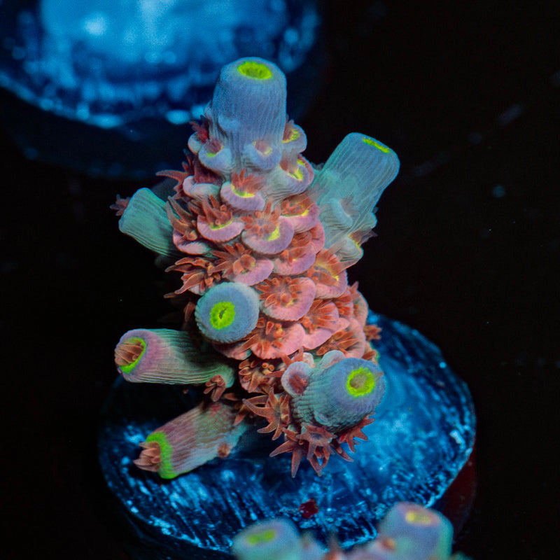 Tear Jerker Acropora Coral with branching growth in reef aquarium