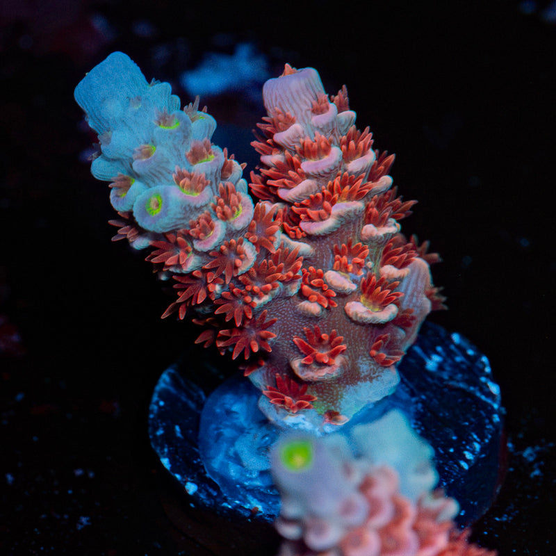 Cherry Bomb Acropora Coral with branching growth in reef aquarium